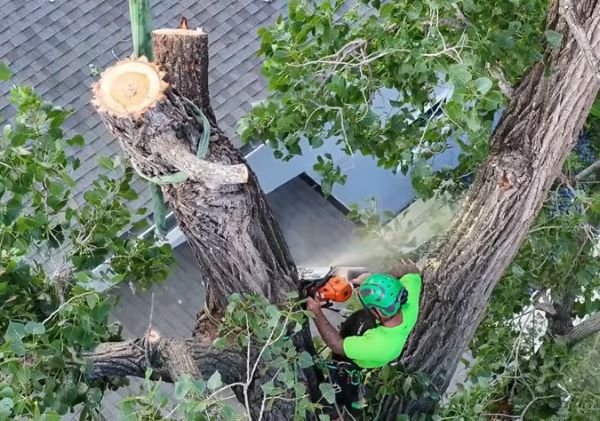 recent tree service in savage mn