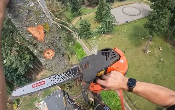 residential tree removal in savage mn