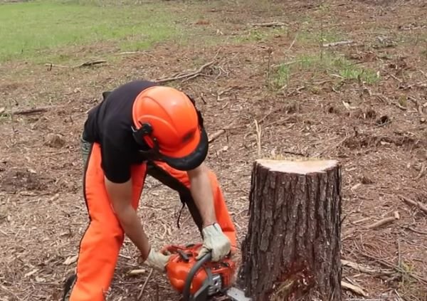 stump removal in Savage Minnesota