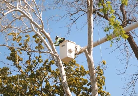 tree pruning Savage MN