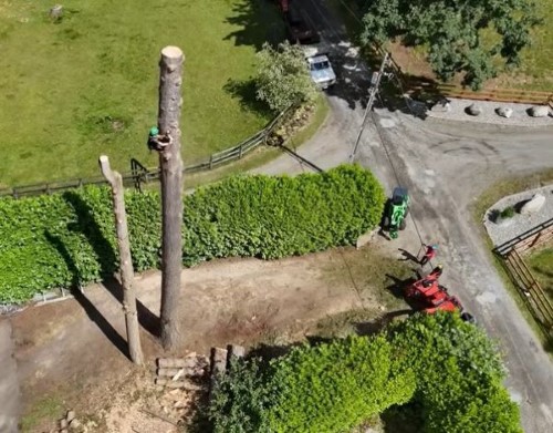 tree removal near me in savage mn tree removal near me in savage mn