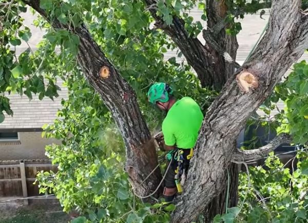 tree removal savage mn