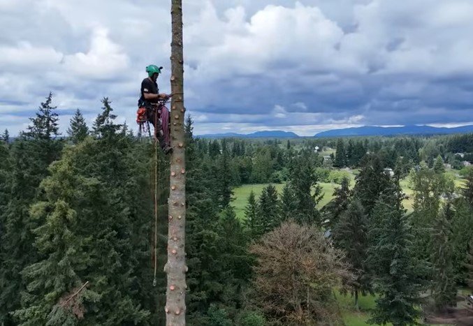 tree service savage minnesota