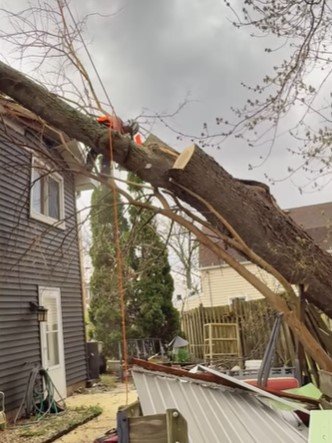 Emergency Tree Removal in Chanhassen, MN