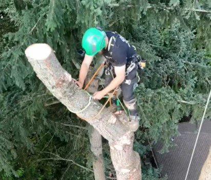 Emergency Tree Removal on McColl Drive