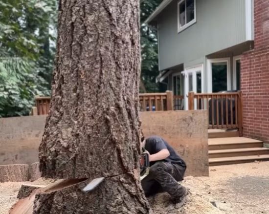 Tree Service on McColl Drive in Savage, MN