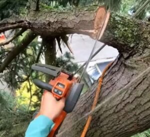 Tree Trimming on McColl Drive