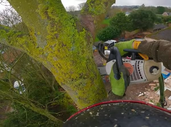 ash tree removal near me in savage