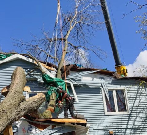 chanhassen tree removal
