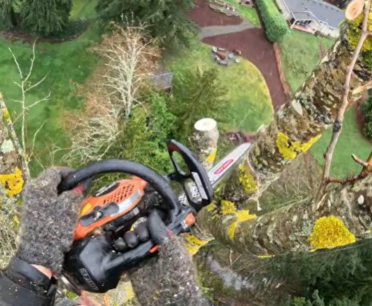 emergency tree removal in Prior Lake, MN