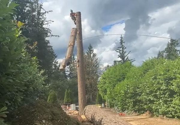 emergency tree removal near me