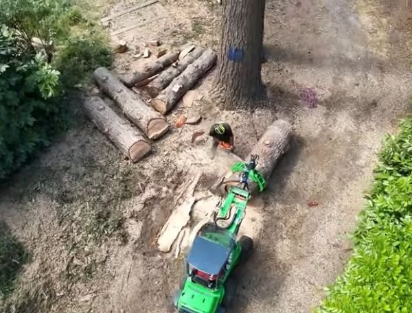 emergency tree service in savage mn
