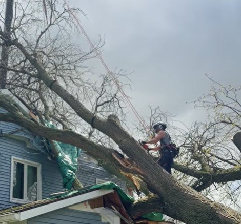 professional tree service in Chanhassen MN