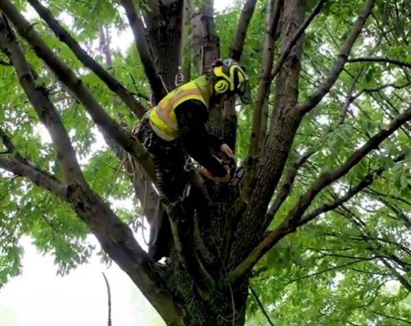 savage ash tree removal and treatment