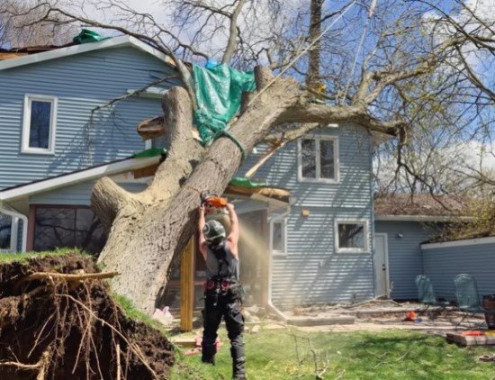 tree service Chanhassen MN