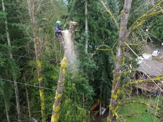 Tree Service in Prior Lake, MN