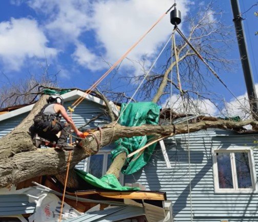 tree service in Trout Run Savage MN tree service in Trout Run Savage MN