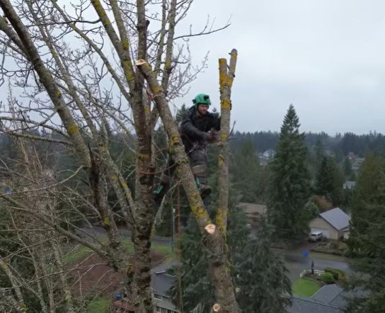 tree service near prior lake mn