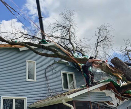 tree trimming chanhassen mn