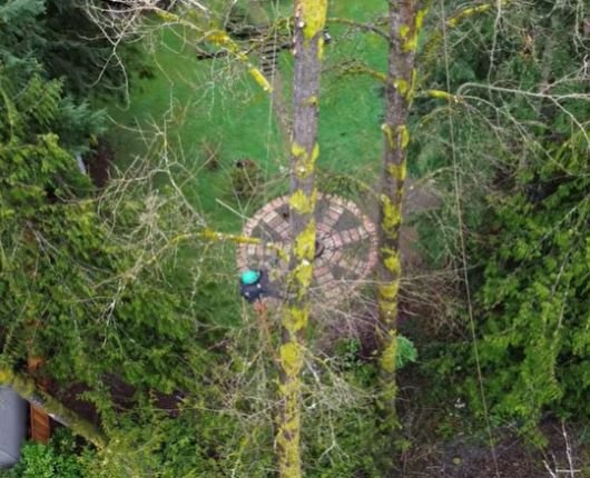 tree trimming in Prior Lake