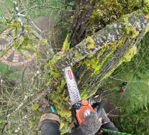 tree trimming in Trout Run Savage MN tree trimming in Trout Run Savage MN