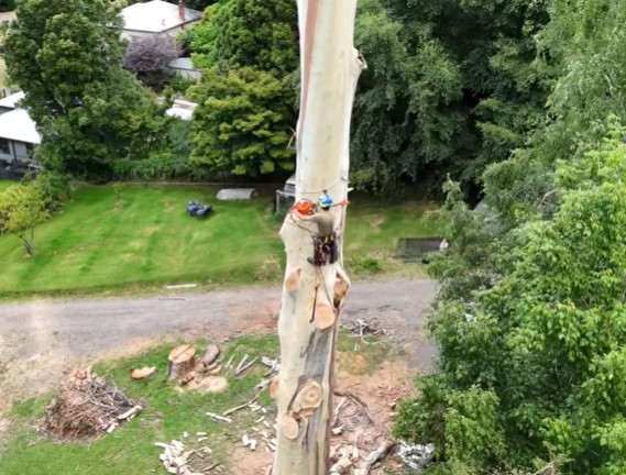 shakopee tree service near me shakopee tree service near me